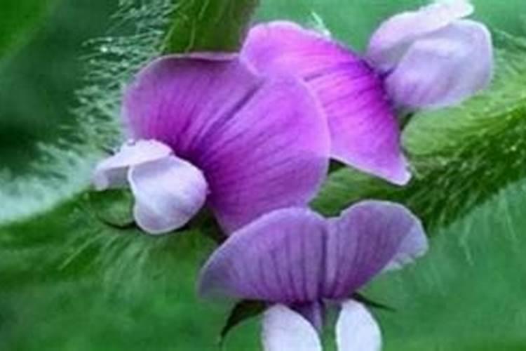 我黑豆地苗后用'用多少？