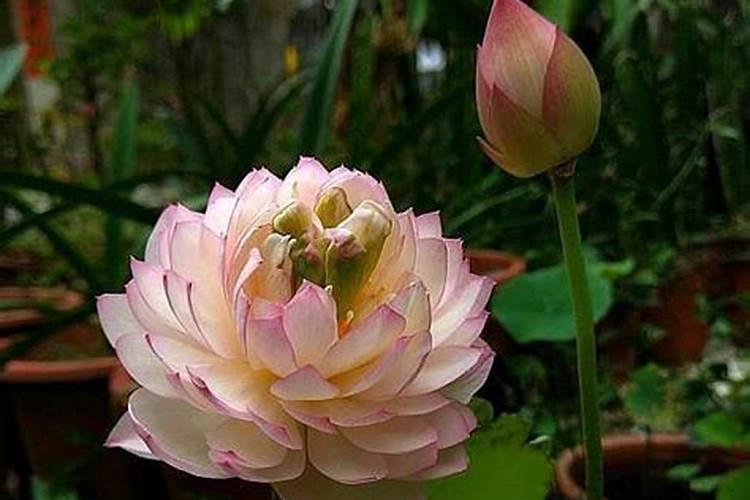 碗莲一般栽多少天后施肥