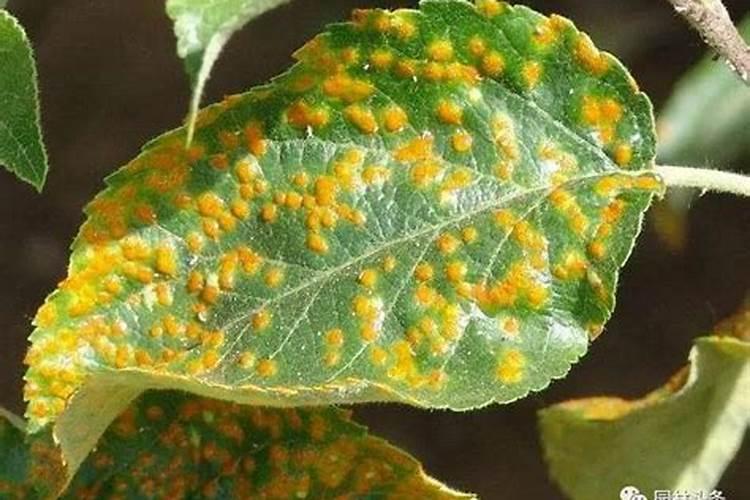 柿子叶片全黄了这是什么病？