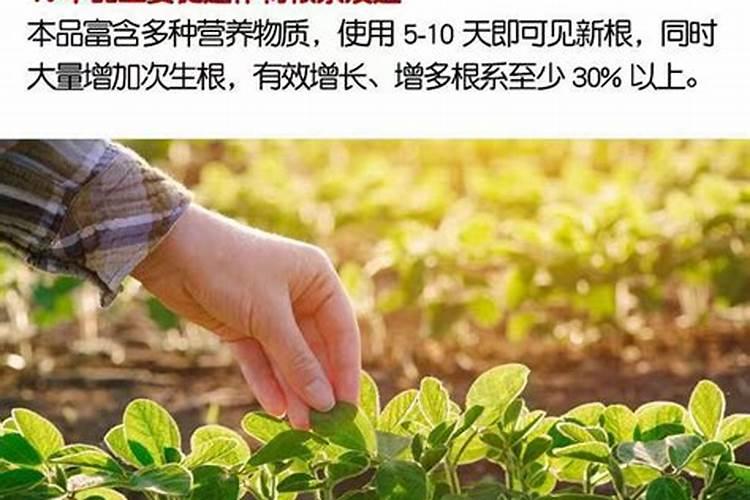 黄腐酸钾生根效果如何？矿源黄腐酸钾冲施肥与什么肥料效果好