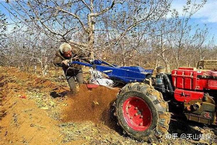 果树移植后应该施什么肥料