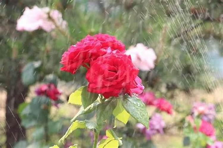 废弃芝麻酱发酵后可以给葱当肥料吗