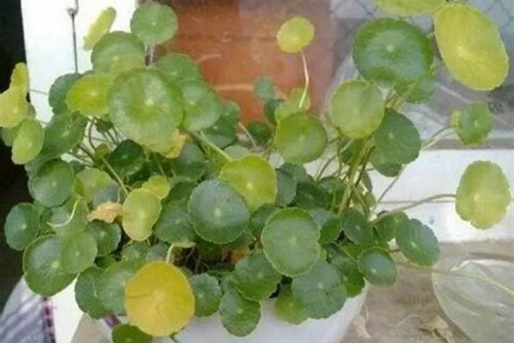 铜钱草喜欢什么肥料最好