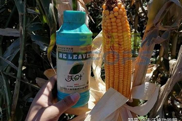 玉米的锌肥什么时候用堉产潜力大
