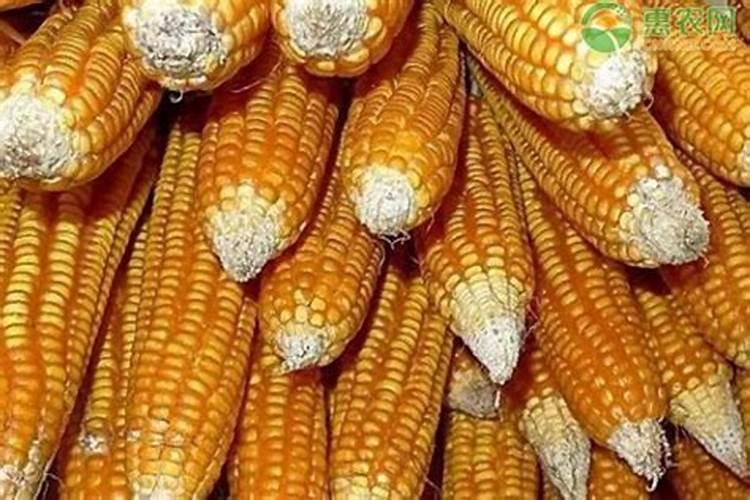 施可丰玉米专用肥价格表