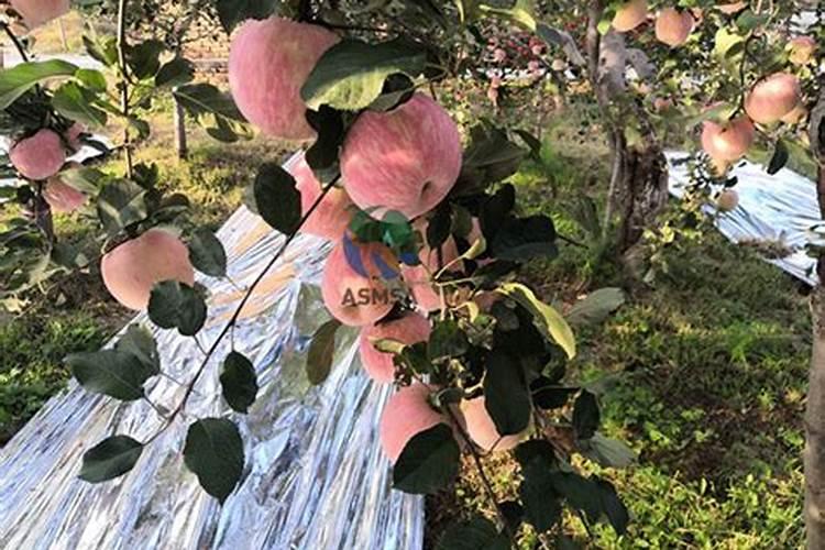 苹果树补钙几月份最好 苹果树补钙时间
