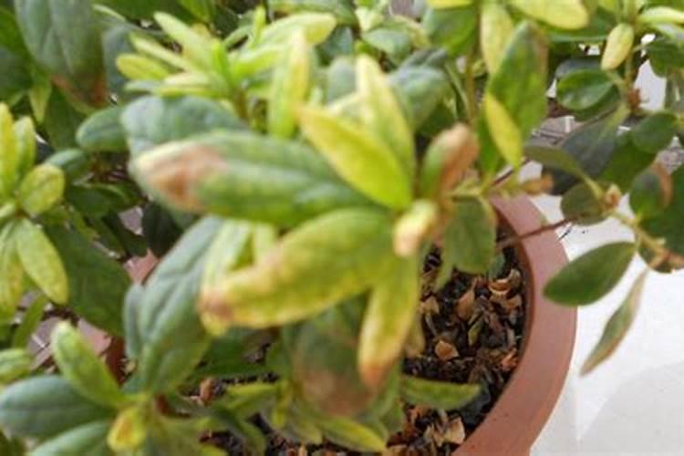 杜鹃花施什么肥料好 杜鹃花适合施哪种肥