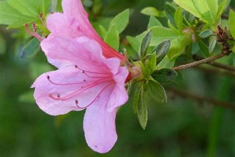 杜鹃花施什么肥料最好