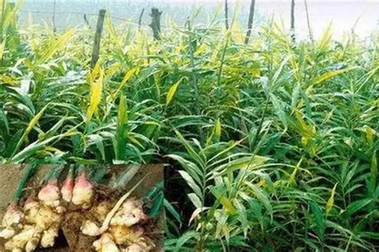 生姜大培土后用什么肥