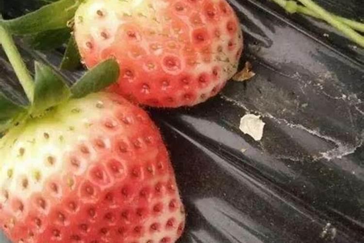 草莓用什么肥料最好？怎样使草莓既好看又好吃？