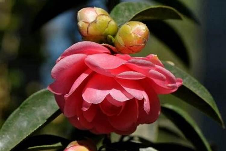 茶花施什么肥最好 茶花施什么肥