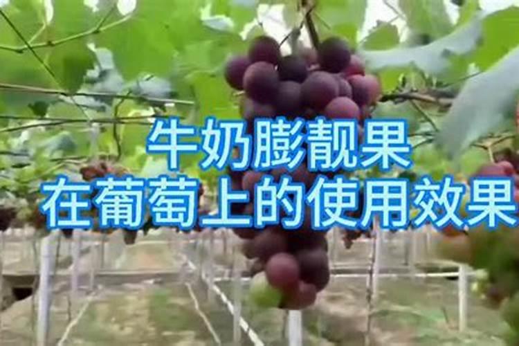 葡萄地硫酸钾怎么施什么时间