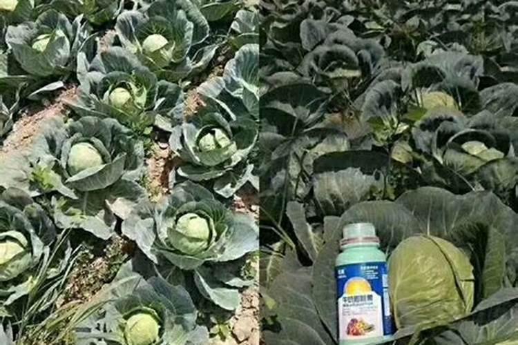 葡萄上色期使用的三种钾肥叶面肥