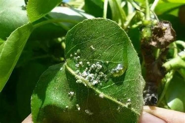 油菜苗期有什么病虫害 油菜苗虫害怎样防治