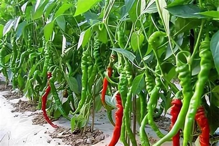 如何养殖辣椒