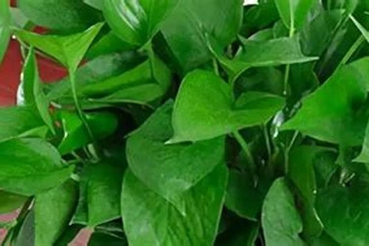 新买的绿萝怎么养