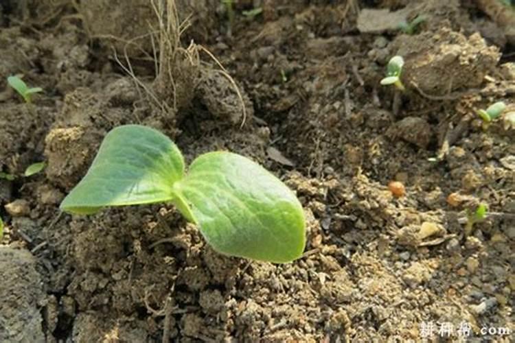 西葫芦施什么肥能高产 高产的方法有哪些