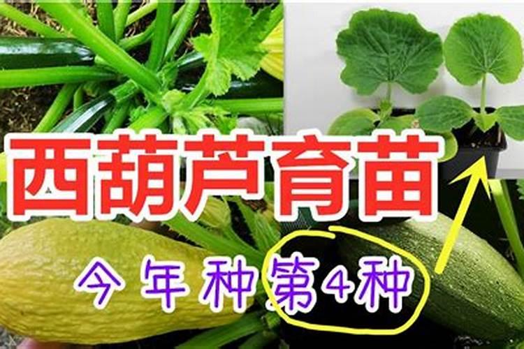 西葫芦施什么肥能高产