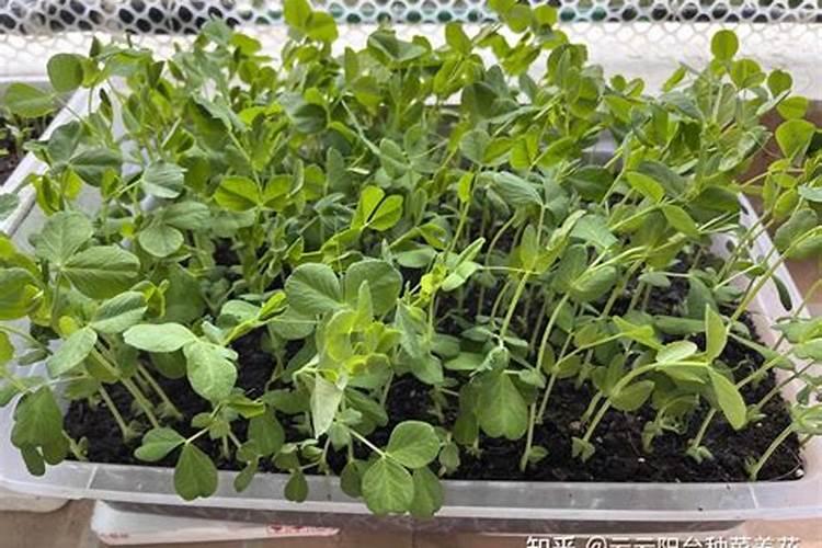 甜豌豆种植时间和方法