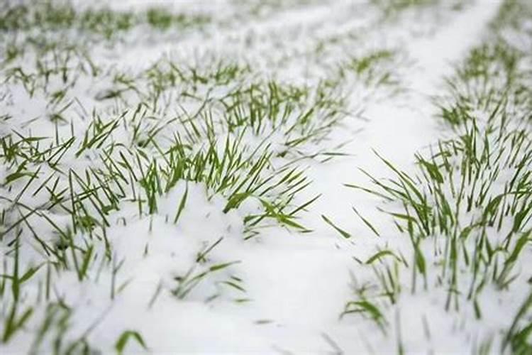 小麦追肥用什么肥料好