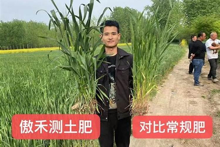 上海青施什么肥最好