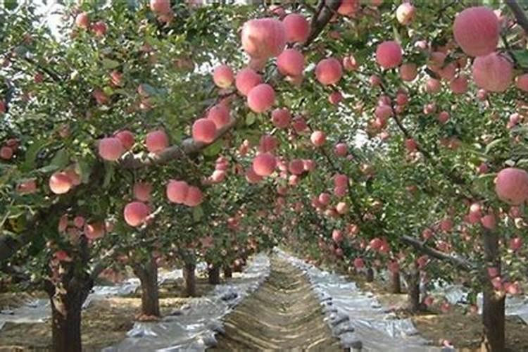 刚栽的果树苗多久可以施肥