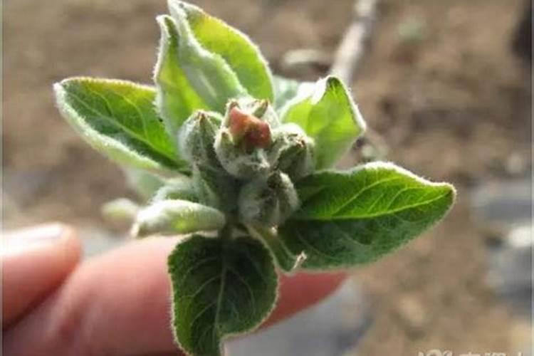 刚种下的果树苗多久才可以施肥