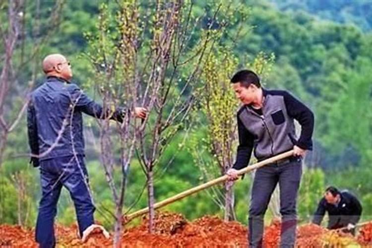 果树苗定植多久上肥果树苗定植几天后施肥最佳