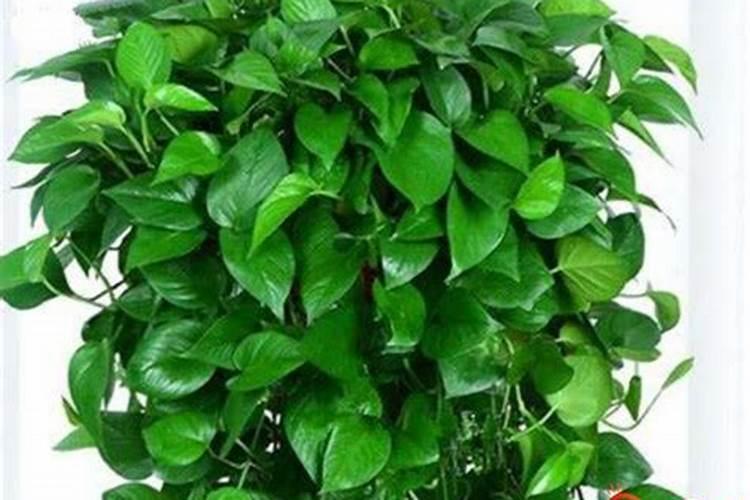 绿萝怎么养才能更旺盛用什么肥料