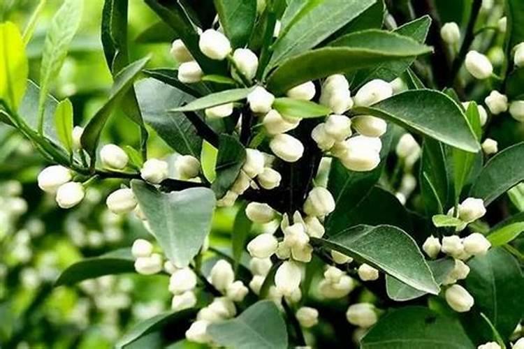 桔子施肥施什么肥最好