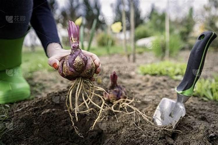 百合球茎怎么种植 百合球茎如何种植