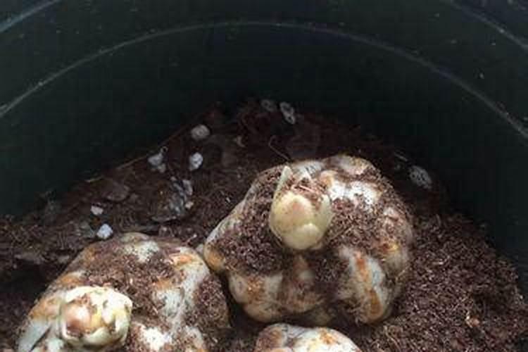 百合球茎怎么种植