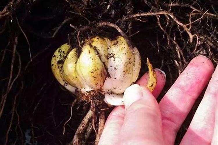 百合花开完花后植株如何处理