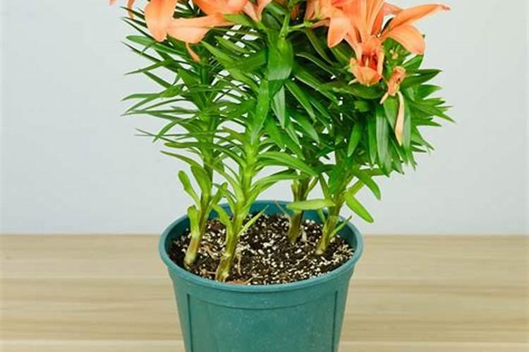 百合怎么种植方法