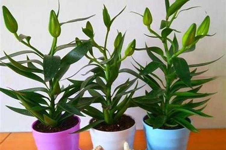 云南腾冲百合需不需要底肥