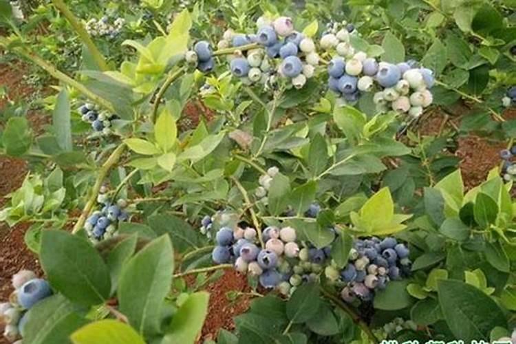 著名化学家舍勒是怎样制白磷的