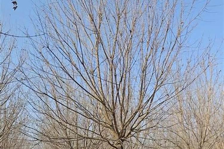 油茶树需要打农药吗？