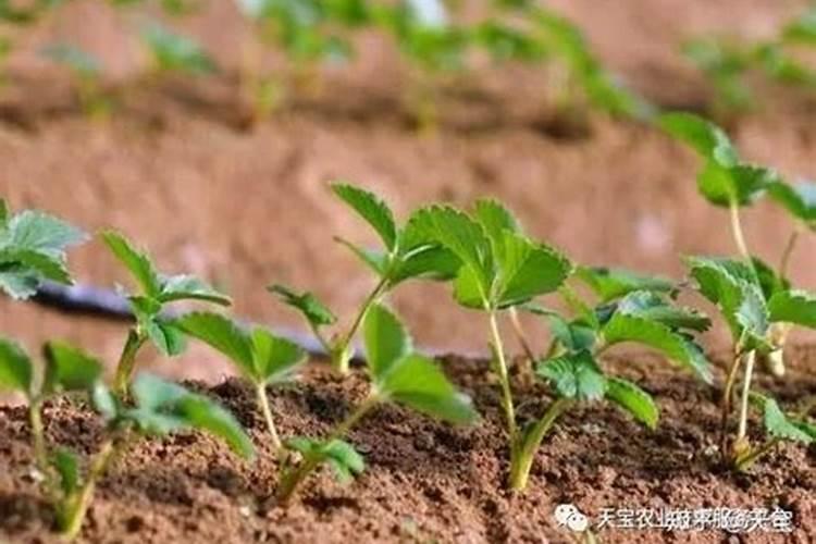 玉米控旺药能和叶面肥混用吗