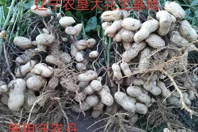 花生为什么会空壳