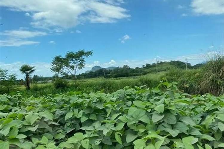 大豆开花期打什么叶面肥好 如何施肥可以增产