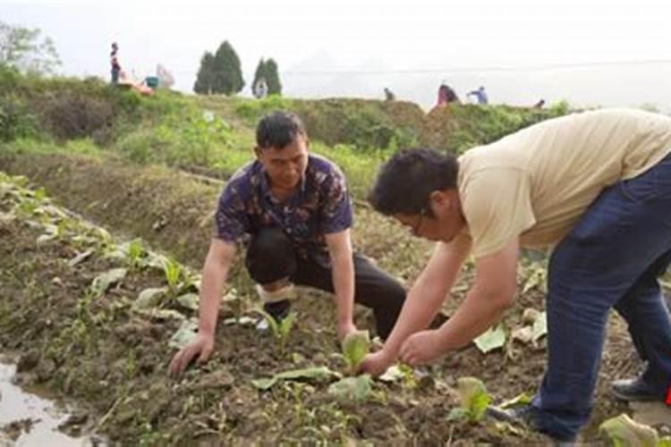 氮磷钾施肥过量,会有什么危害？