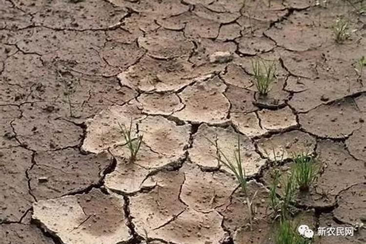 烟草复合肥的氮磷钾比例是多少？四川宜宾当地烤烟移栽的基肥有哪些量是...