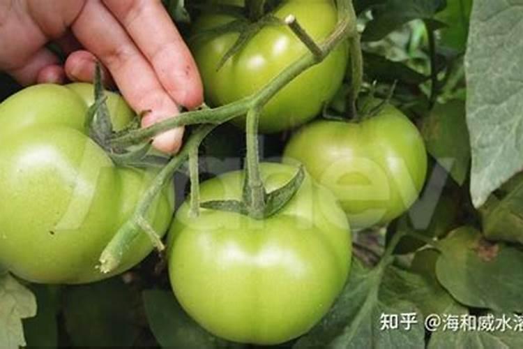 水草液肥对鱼有影响吗