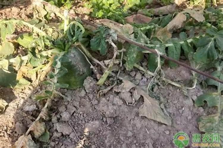 青萝卜栽培技术