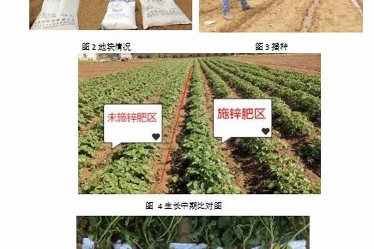 锌肥叶面喷施注意事项