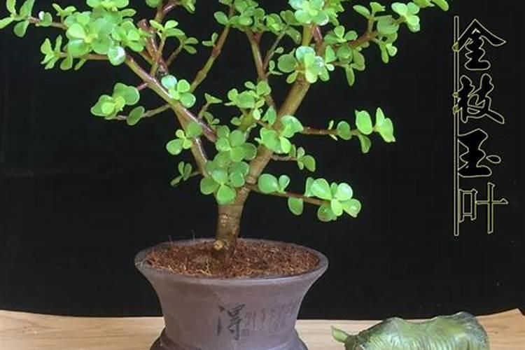 金枝玉叶怎么养长得快