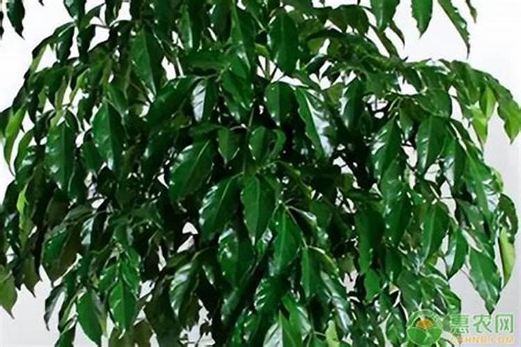 幸福树冬季浇水施肥方法 幸福树冬季如何浇水施肥