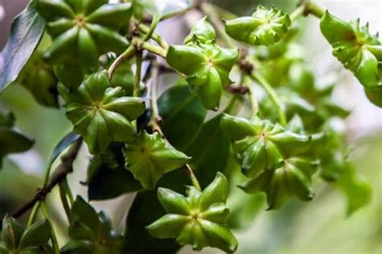 八角树掉叶用什么肥料