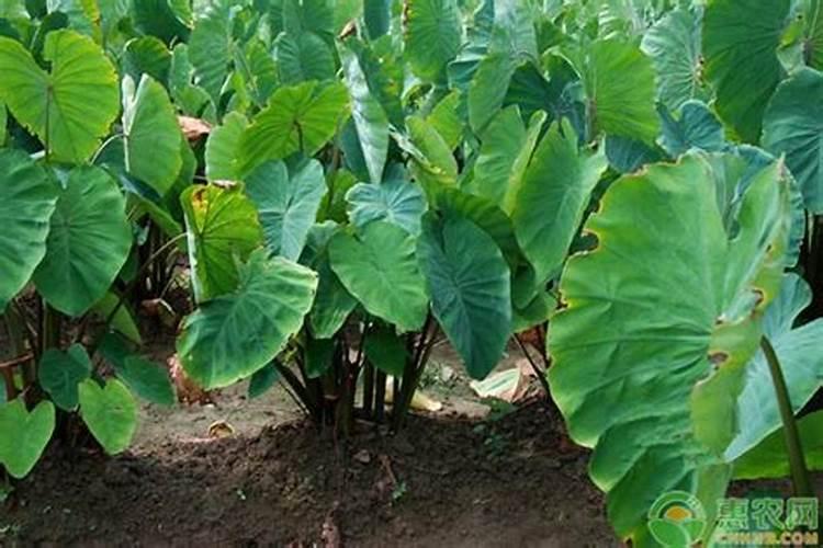 芋头膨大最佳肥料