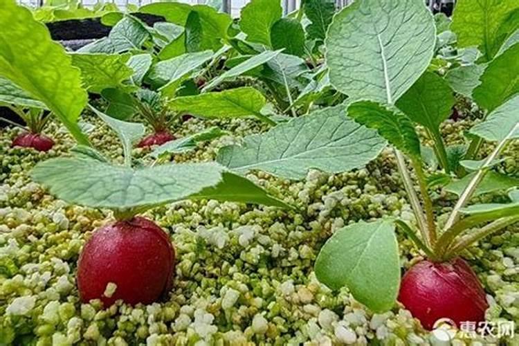 咸阳地区怎样种植红萝卜